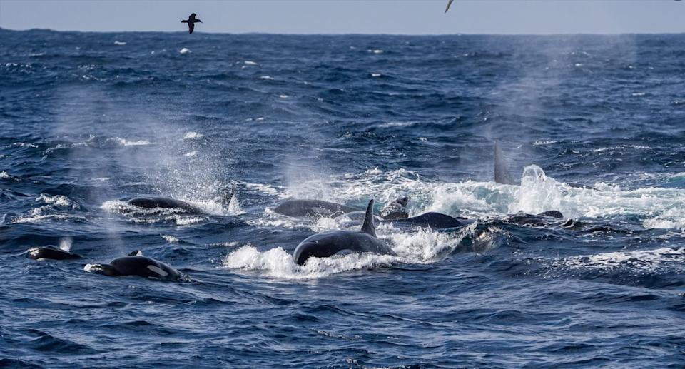 Many orcas can be seen on the surface of the water. 
