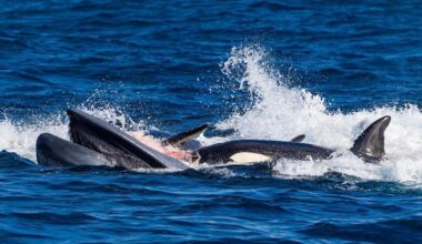 Tourists witness brutal event in Aussie waters as whales 'change their behaviour' in seconds