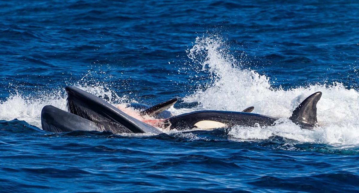 Tourists witness brutal event in Aussie waters as whales 'change their behaviour' in seconds