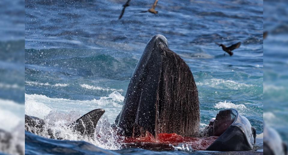 Blood is visible on the surface of the water beside the blue whale. 