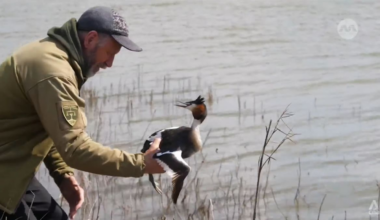 Ukraine’s Black Sea coast is suffering from war damage, affecting birds and marine life