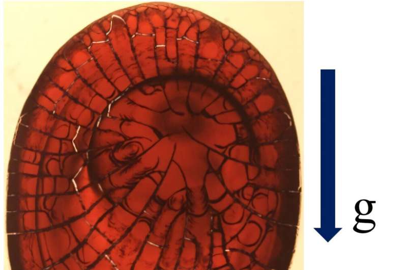 Blood Droplets on Inclined Surfaces Reveal New Cracking Patterns