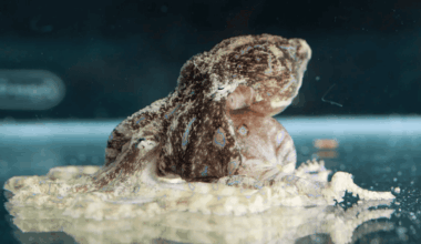 These Male Octopuses Paralyze Mates During Sex to Avoid Being Eaten Alive