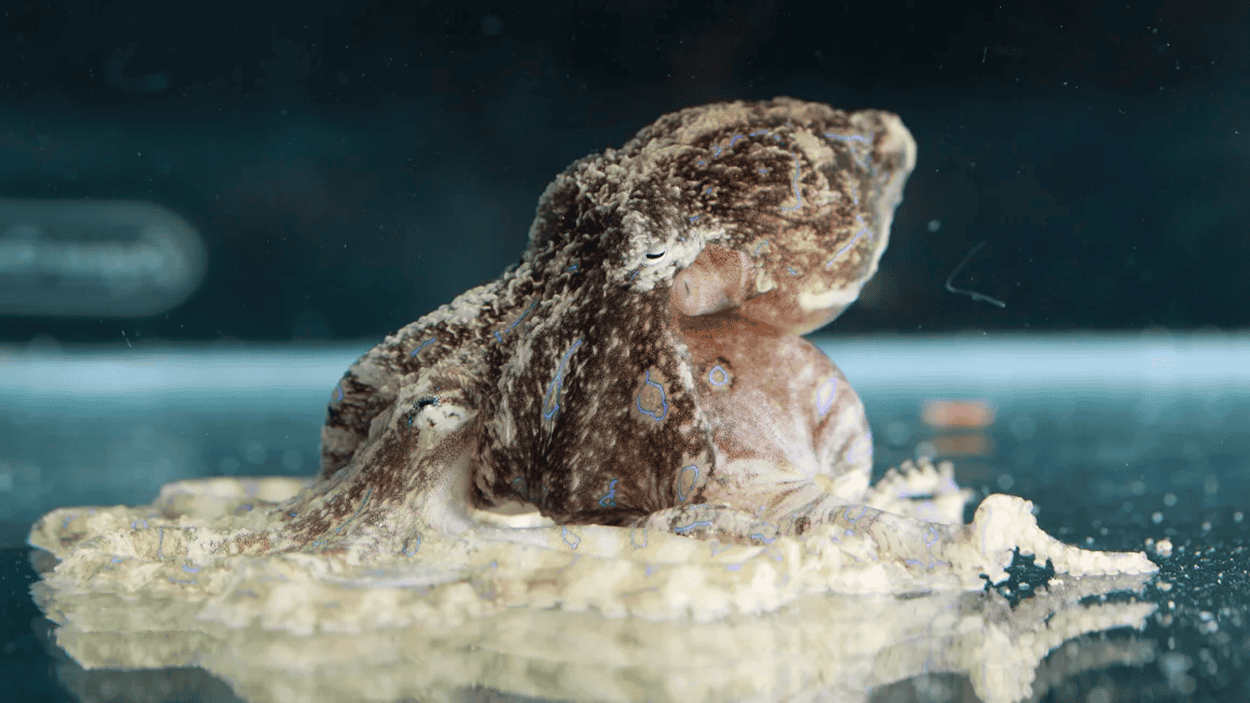 These Male Octopuses Paralyze Mates During Sex to Avoid Being Eaten Alive