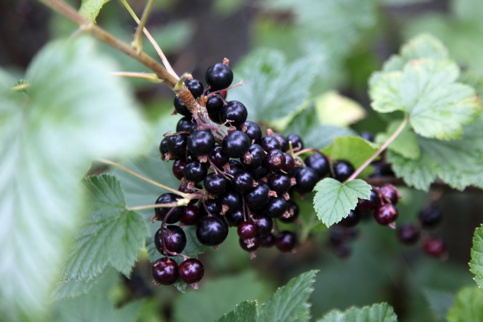 Blackcurrants on a branch.