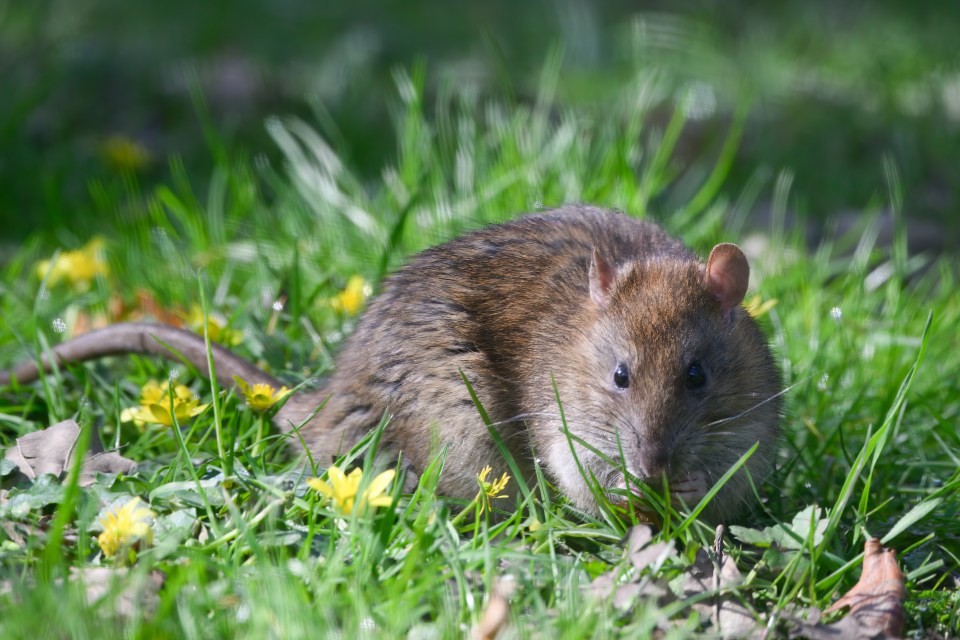 Brown rat in a garden.