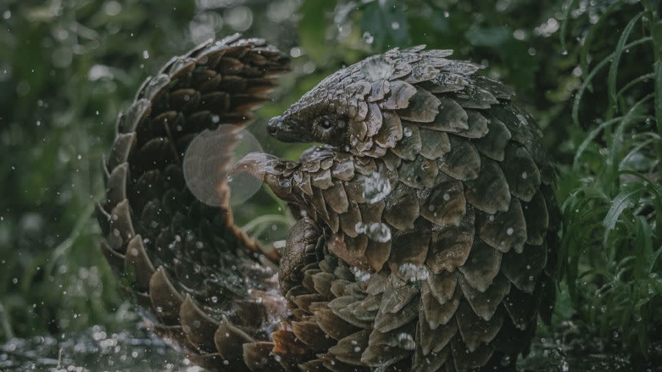 Kulu is captured playfully splashing in puddles, a scene that showcases the pangolin's love of rain and water. - Gareth Thomas/Netflix