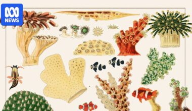 Enduring obsession with the Great Barrier reef captured in dazzling historic illustrations