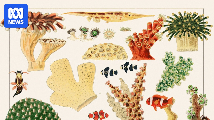 Enduring obsession with the Great Barrier reef captured in dazzling historic illustrations