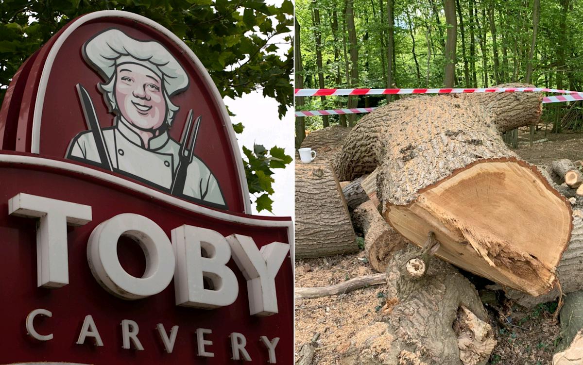 What we know as Toby Carvery cuts down centuries-old tree in London