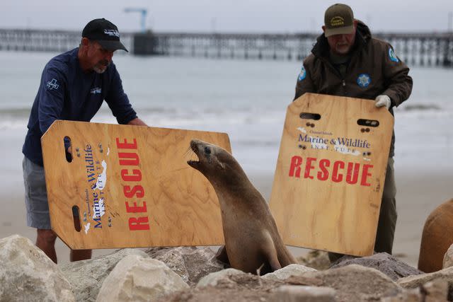 David Swanson/AFP/Getty A sick California sea lion with possible domoic acid poisoning is rescued in Santa Barbara, Calif