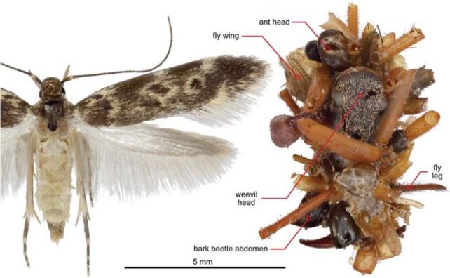 Carnivorous 'Bone Collector' Caterpillar Dresses in Dead Bugs to Steal Food From Spiders
