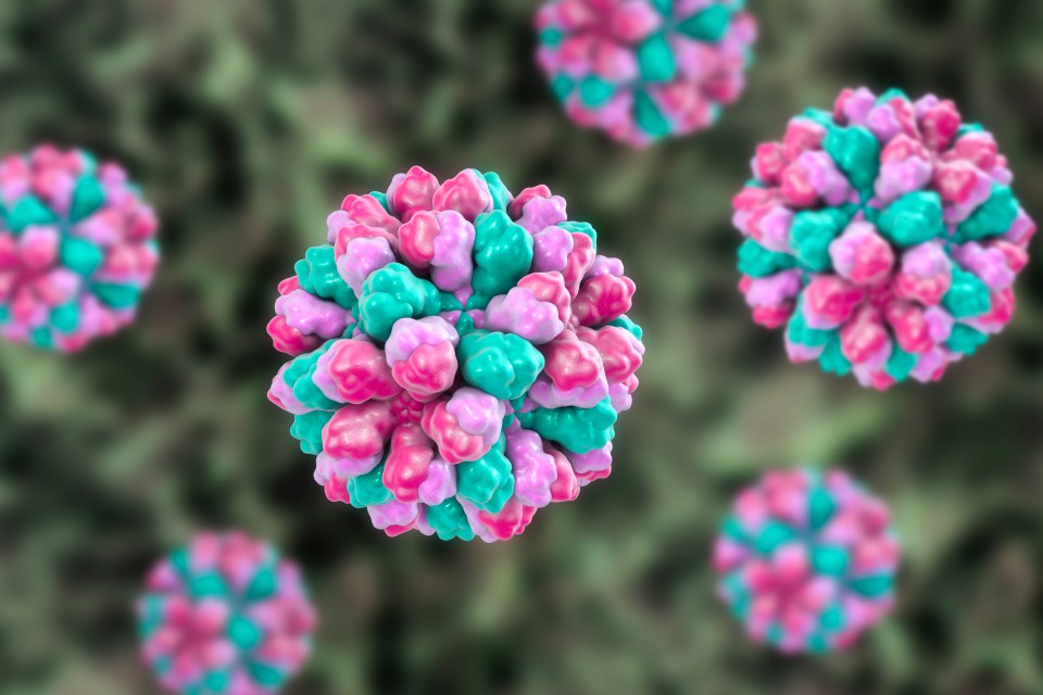 Illustration of noroviruses.