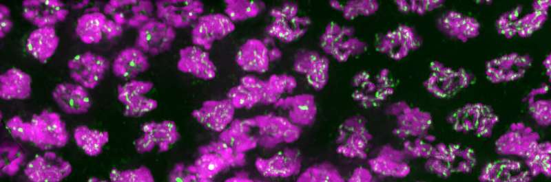 Cell biologist discovers two proteins are key to proper transfer of genetic material