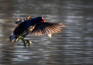 Moorhen taken at Venus Pool Reserve.