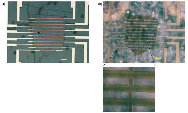 Chirality induces giant charge rectification in a superconductor