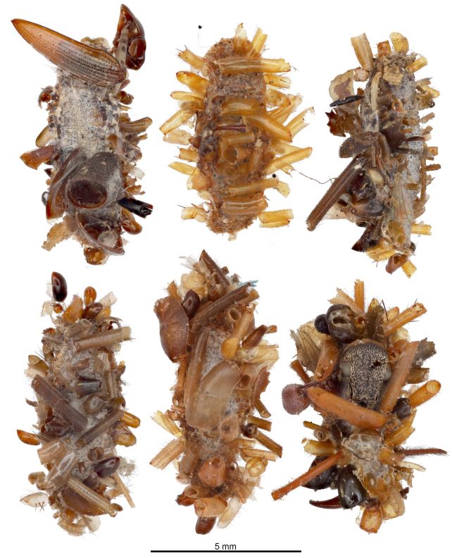 Carnivorous 'Bone Collector' Caterpillar Dresses in Dead Bugs to Steal Food From Spiders