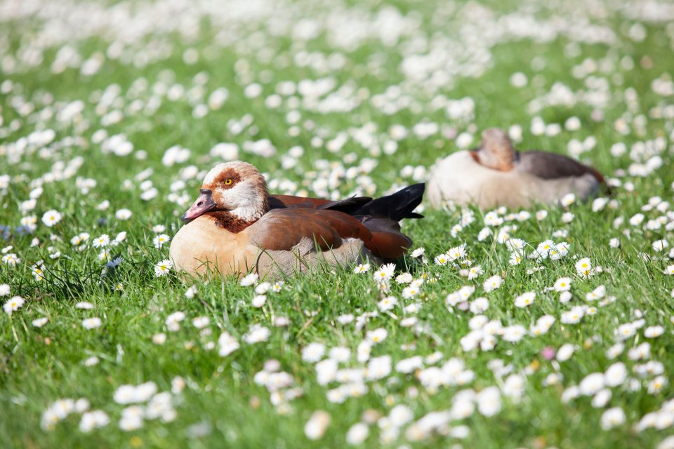 Two Egyptian geese resting in a field of daisies.