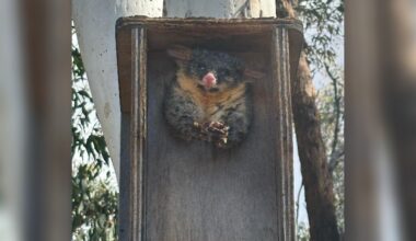 Chubby Possum Is Full Of Regrets After Trying To Make This Bird Box His Home