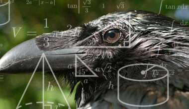 Crows Are So Smart They Can Identify Geometric Shapes, Study Finds : ScienceAlert