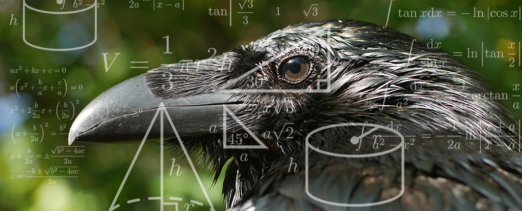 Crows Are So Smart They Can Identify Geometric Shapes, Study Finds : ScienceAlert
