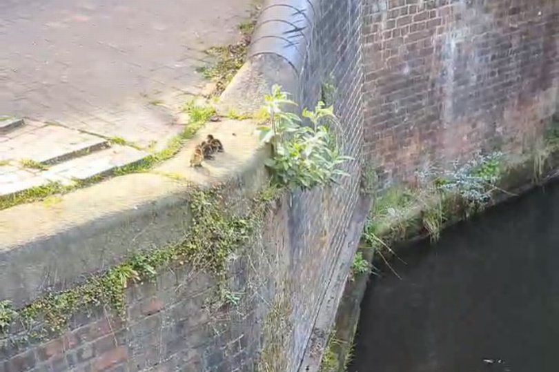 Ducklings became trapped on a ledge between two locks on Birmingham's canal network as the mother Mallard panicked below