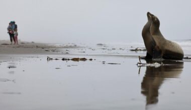 ‘Demonic’ Sea Lions Have Been Attacking People in California. Here’s Why, According to Scientists