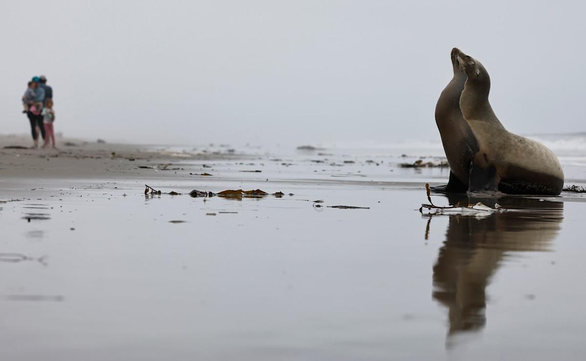 ‘Demonic’ Sea Lions Have Been Attacking People in California. Here’s Why, According to Scientists