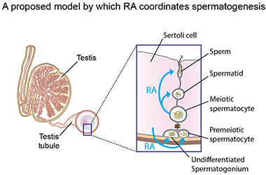 Sperm Production