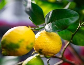 These fruit trees thrive in pots, perfect for balconies and small gardens
