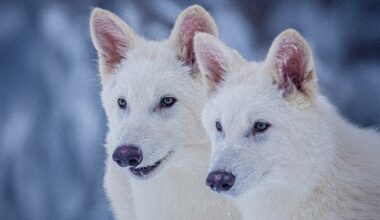 Scientists Warn Dire Wolf Could Bring 'Unintended Consequences'