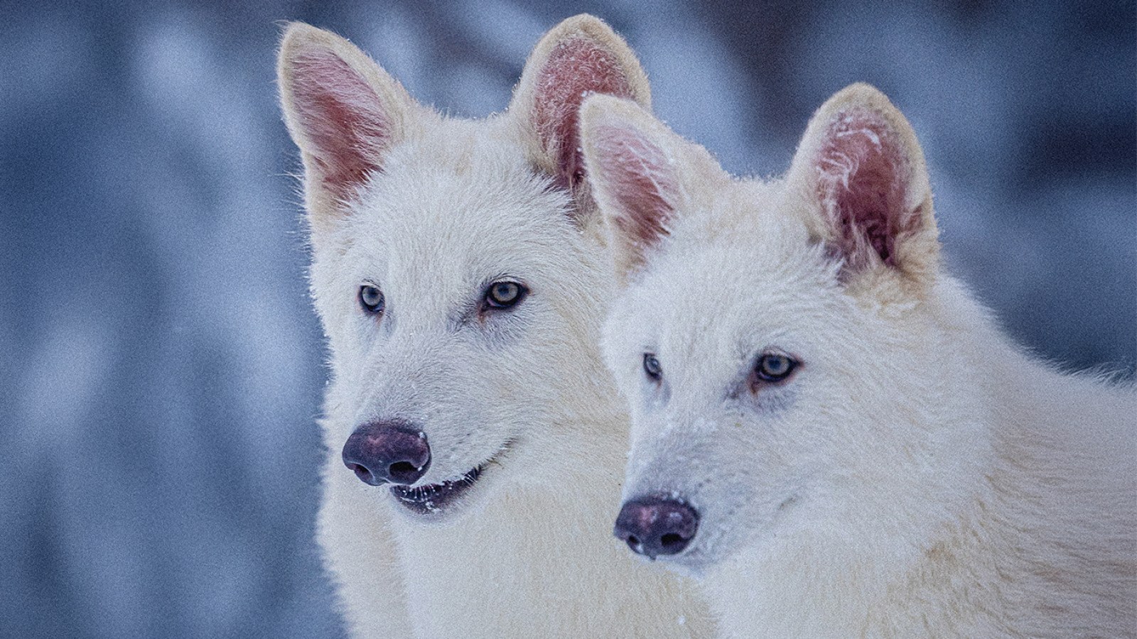 Scientists Warn Dire Wolf Could Bring 'Unintended Consequences'
