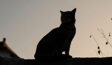 A New Cat Color Is Defying Genetic Expectations