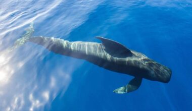 Canarian Weekly - ‘Nika, the Pilot Whale’: A documentary raising awareness about the future of the Canary Islands