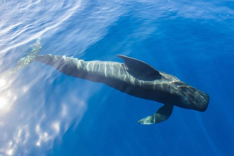 Canarian Weekly - ‘Nika, the Pilot Whale’: A documentary raising awareness about the future of the Canary Islands