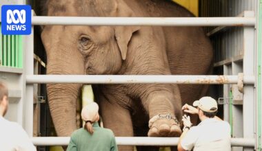 Taronga Zoo's elephants pack their trunks and say goodbye to Sydney as new life in SA awaits