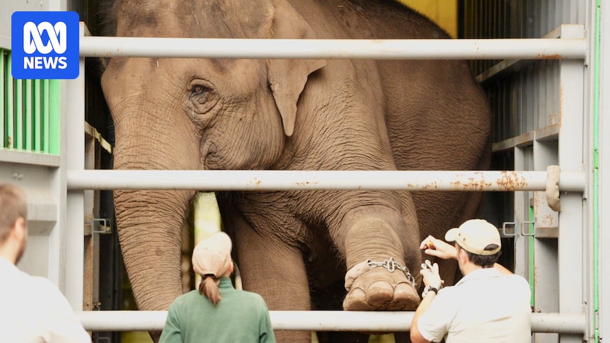 Taronga Zoo's elephants pack their trunks and say goodbye to Sydney as new life in SA awaits