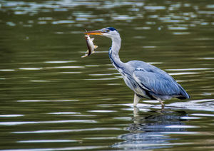 Grey Heron with a fish.