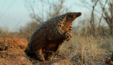 Kulu, a rescued ground pangolin in South Africa, is the star of Netflix's latest wildlife documentary, "Pangolin: Kulu’s Journey." - Netflix
