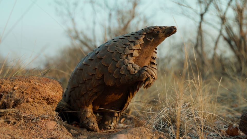 Kulu, a rescued ground pangolin in South Africa, is the star of Netflix's latest wildlife documentary, "Pangolin: Kulu’s Journey." - Netflix