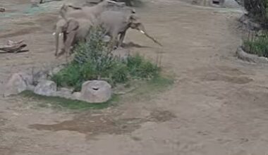Watch moving moment herd of elephants form ring of protection around calves as 5.2-mag earthquake rocks world-famous zoo