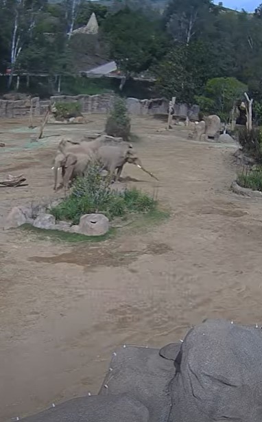 Watch moving moment herd of elephants form ring of protection around calves as 5.2-mag earthquake rocks world-famous zoo