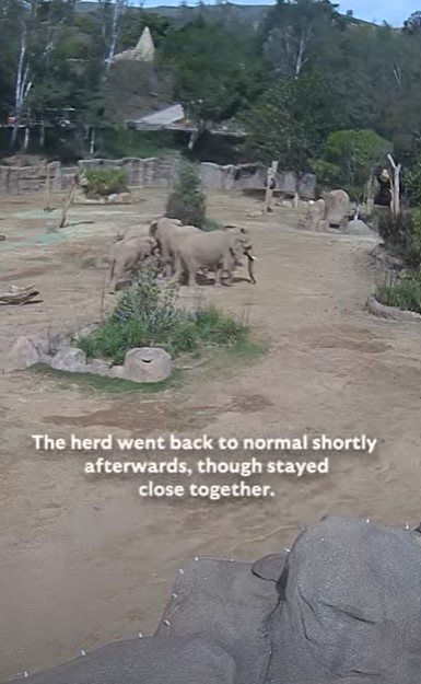 Elephants huddled together in response to an earthquake.