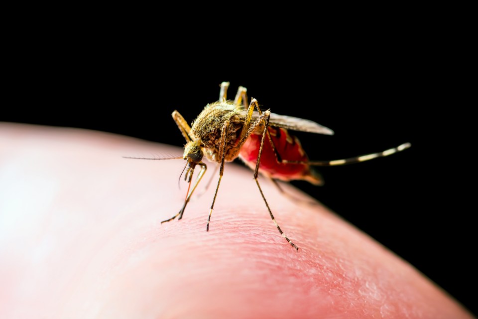 a close up of a mosquito on a person 's arm