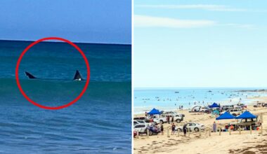 Great white shark 'loitering' along Aussie coastline prompts urgent warning: 'Be vigilant'