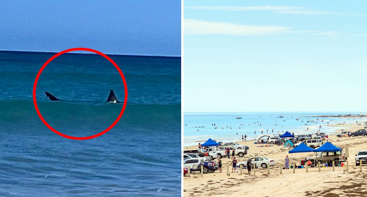 Great white shark 'loitering' along Aussie coastline prompts urgent warning: 'Be vigilant'