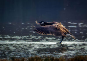 Canada Goose landing