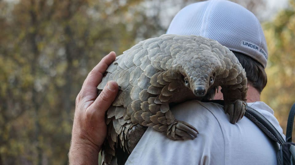 Kulu's rewilding process and relationship with his handler, Gareth Thomas, shows a more emotional side of the elusive creature. - Gareth Thomas/Netflix