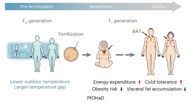 Illustration showing the effects of pre-fertilization environmental factors on offspring energy expenditure, obesity risk, and cold tolerance.