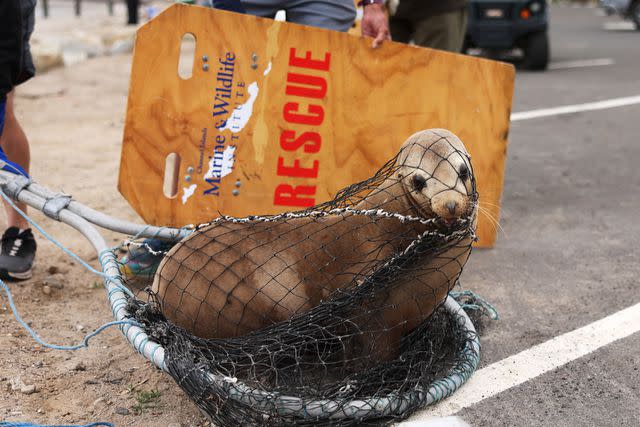 David Swanson/AFP/Getty A sick California sea lion with possible domoic acid poisoning is rescued in Santa Barbara, Calif